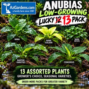 #1 Anubias Low-growing Lucky 13 Variety Pack
