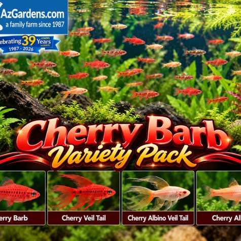 Barb Fish - Cherry Barb Variety Packs