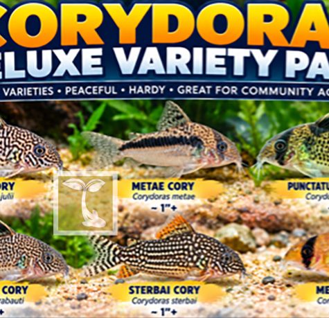 #1 Corydoras Catfish Deluxe Variety Pack