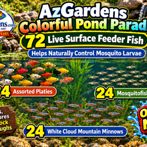 Minnow - Colorful Pond Paradise 72-Pack - Live Surface Feeder Fish