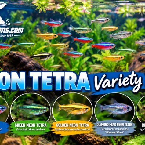 Tetra Fish - Neon Tetra Variety Packs