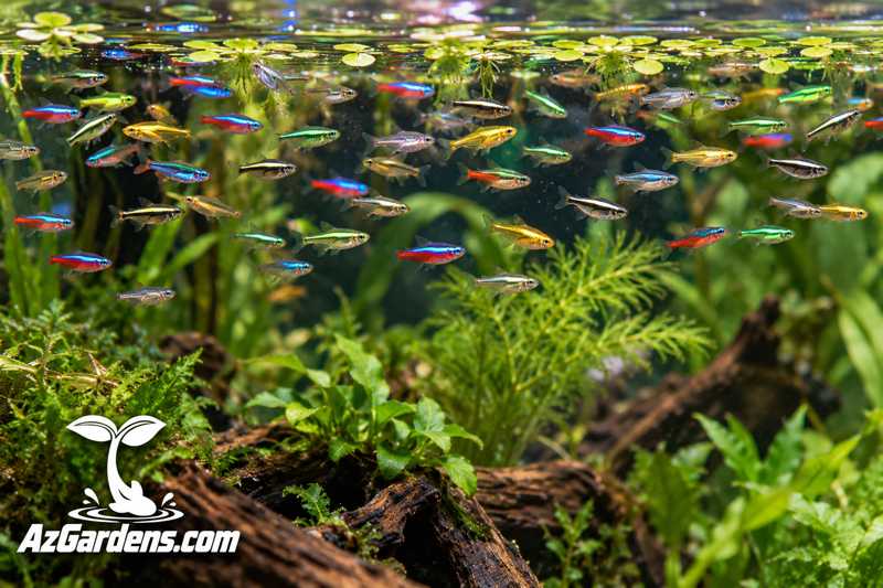 Neon tetra商品 Tropical Neon Tetra Fish for sale | Arizona Aquatic Gardens